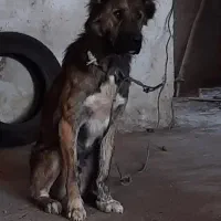 سگ افغان  نر|سگ|قزوین, |دیوار
