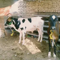 دو عدد گوساله نر|حیوانات مزرعه|سوسنگرد, |دیوار