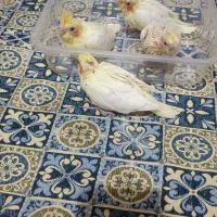 جوجه عروس هلندی سرلاکی|پرنده|محمدیه-قزوین, |دیوار