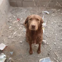 سگ ۱سالو نیمه نگهبان|سگ|پاکدشت, پاکدشت (مامازند)|دیوار