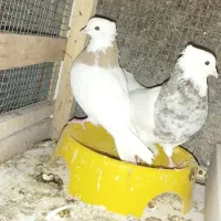 کفتربیرونی