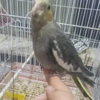 عروس هلندی تازه دونخور|پرنده|بهبهان, |دیوار