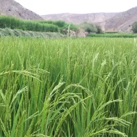 برنج دمسیاه