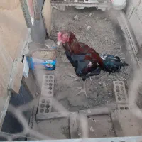 خروس لاری