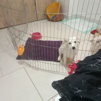 سگ خوشگل و توپر|سگ|تهران, اتابک|دیوار