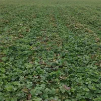 نهال توت فرنگی سابرینا و کاماروس|خدمات باغبانی و درختکاری|خان ببین, |دیوار