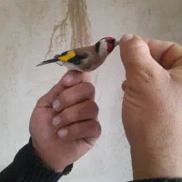 سهره|پرنده|دیواندره, |دیوار