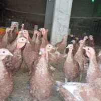 بوقلمون بوربون|حیوانات مزرعه|نقده, |دیوار