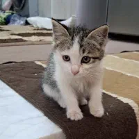 واگذاری گربه های DSH|گربه|دماوند, دماوند|دیوار