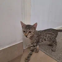 واگذاری بچه گربه سه ماهه