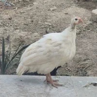 نوچه مرغ و مرغ شاخدار سفید