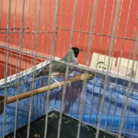 فنچ گلدین ماده