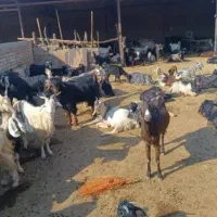 بز ترکی و دورگ موقعیت گناوه|حیوانات مزرعه|ریگ, |دیوار