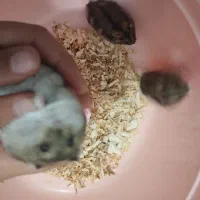 همستر کمپل نر|موش و خرگوش|بوشهر, |دیوار