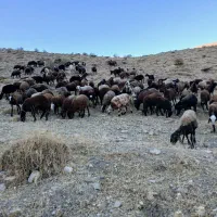 بره ماده شیشک