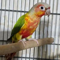 گرینچیک دبل رد فول ماده