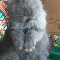 بوقلمون برنزسینه پهن محلی وخرگوش لوپی پشمالوخونگی|حیوانات مزرعه|سراوان, |دیوار