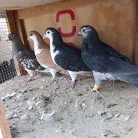 پرنده پرشی