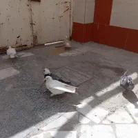 کفتر فروشی فوری