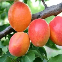 فروش نهال زردآلو کاستل بریت