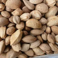 خرید وفروش بادام تلخ وشیرین