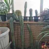 کاکتوس های کلکسونی خاص