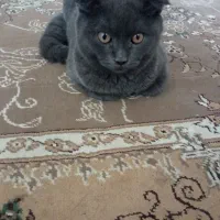 گربه اسکاتیش بریتیش ماده|گربه|ساری, |دیوار