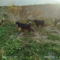 45راس بز درجه یک برای داشت|حیوانات مزرعه|درودزن, |دیوار