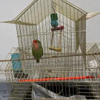 طوطی برزیلی