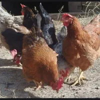 مرغ محلی|حیوانات مزرعه|گلمکان, |دیوار