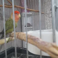 طوطی برزیلی / مرغ عشق|پرنده|شاهرود, |دیوار