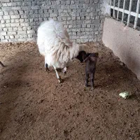 دوعدد میش بابره|حیوانات مزرعه|کاشان, لتحر|دیوار