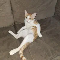 اهدای رایگان گربه نر|گربه|قدس, شهرقدس|دیوار