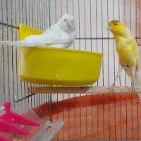 جفت قناری رسمی مست و آماده