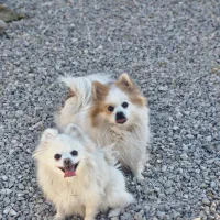 پامر خرسی عروسکی روباهی پامرانین|سگ|شهرضا, |دیوار