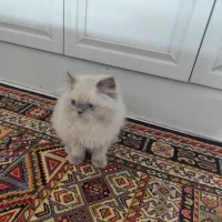 گربه اسکاتیش هیمالیا|گربه|تهران, مسعودیه|دیوار