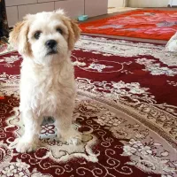 سگ شیتزو اصیل