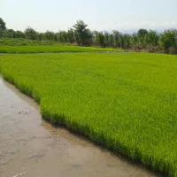 بذر شالی تیم ندا