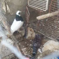 فروش یک جفت کبوتر توغ سیاه درجه یک جوان