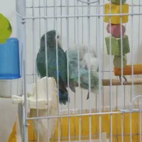 فروش پرنده کوتوله برزیلی|پرنده|فولادشهر, A3|دیوار