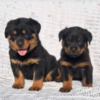 توله روتوایلر