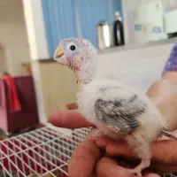 گرینچیک سرلاکی