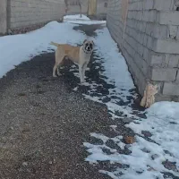 سگ گوسفندی و نگهبانی