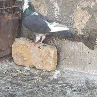 کفتر هوایی و جفتگاه|پرنده|خواف, |دیوار