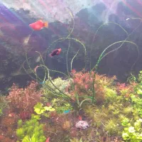 فروش گیاه اکواریومی|ماهی|ملایر, |دیوار