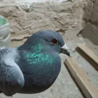 کفتر یا کبوتر پلاکی