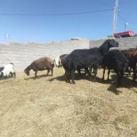 قوچ|حیوانات مزرعه|ترکمانچای, |دیوار