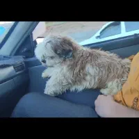 2 قلاده شیتزو سوپر فلت ماده مولد