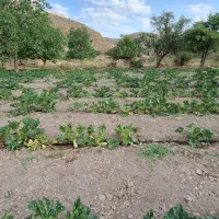 کدو دهبکری