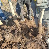 باغبان|خدمات باغبانی و درختکاری|محمدیه-قزوین, |دیوار